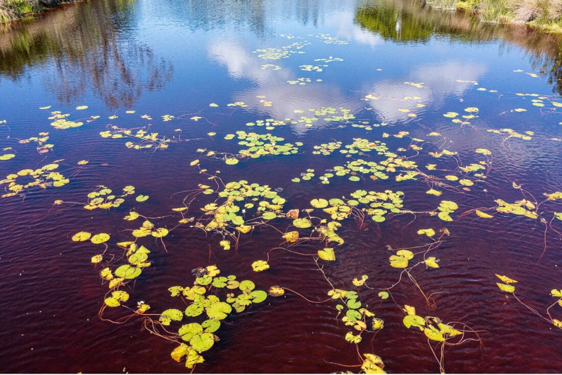 Water lilies installed at Jordan Marsh to improve water quality News, Sports, Jobs SANIBEL
